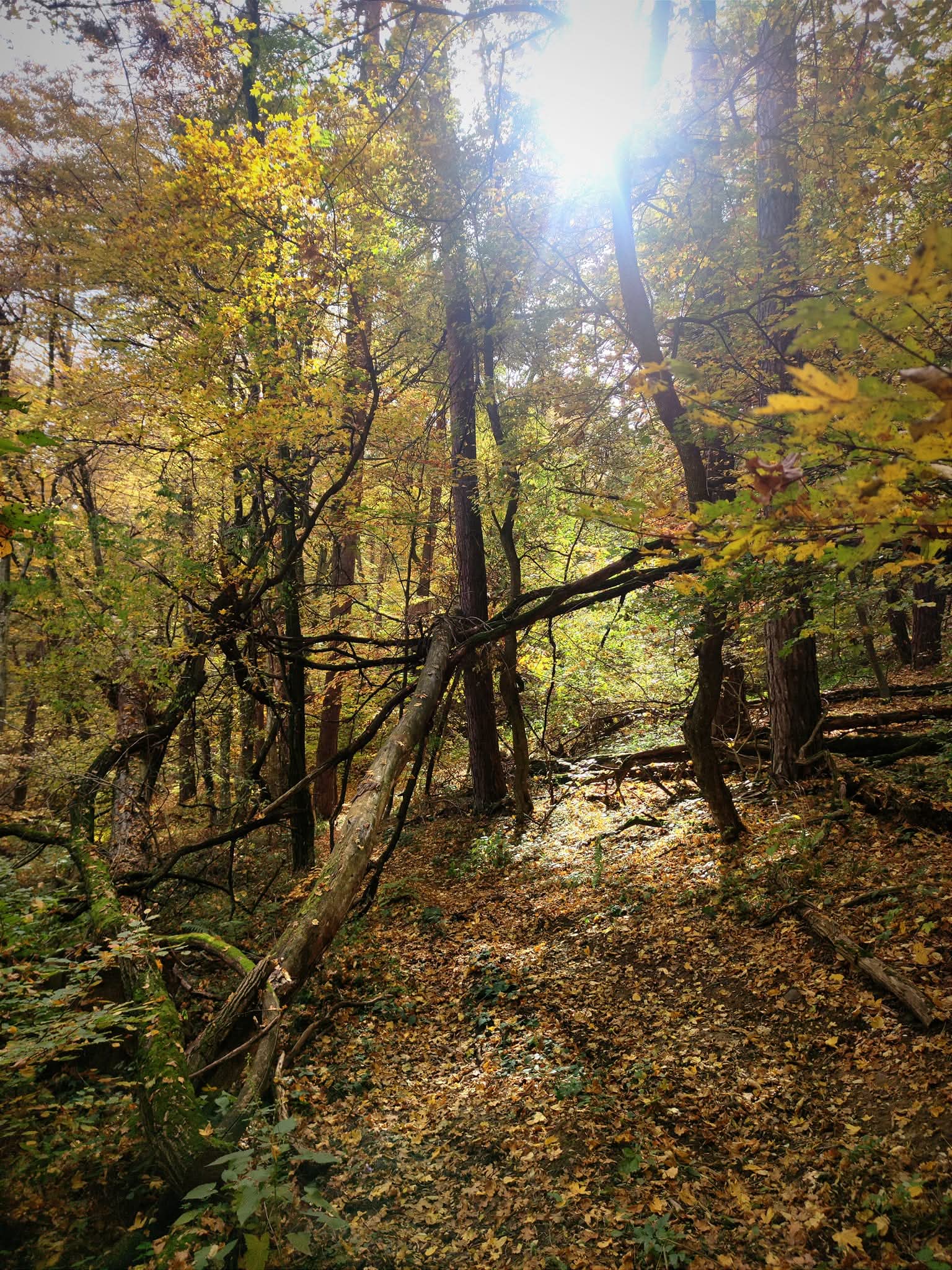 Autumn forest, golden leaves and sunlight