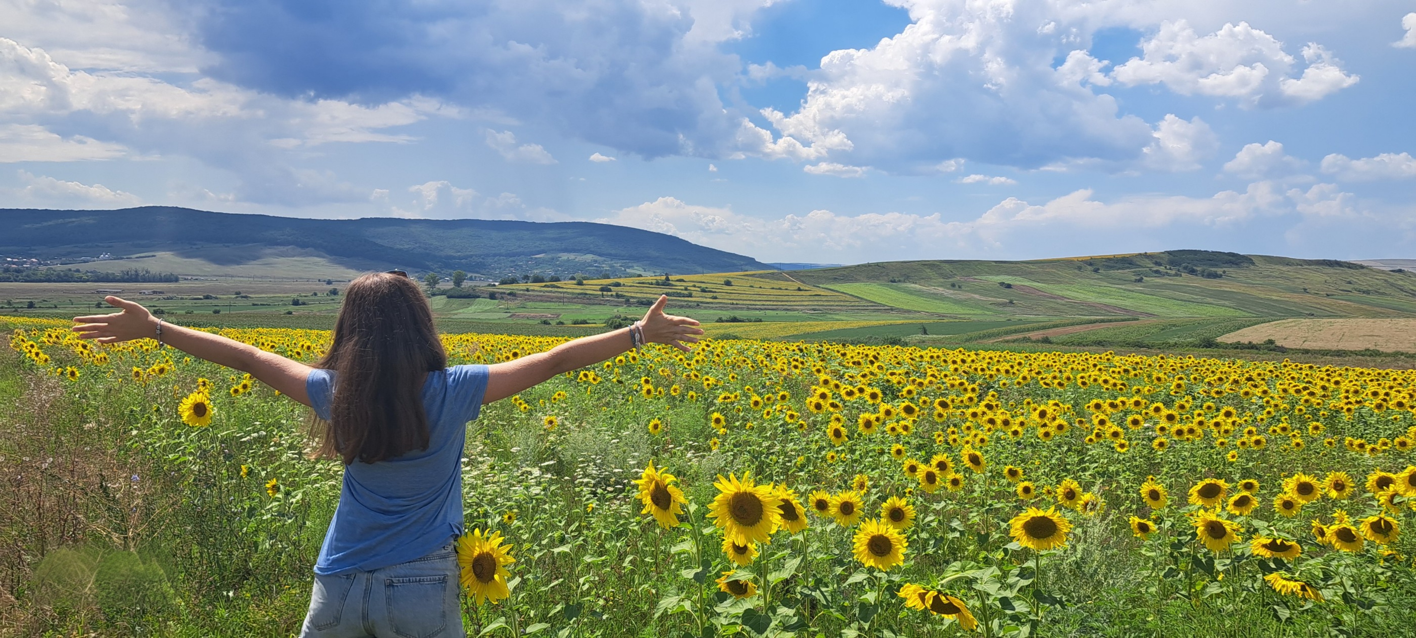 Custom tour – sunflower field and landscape